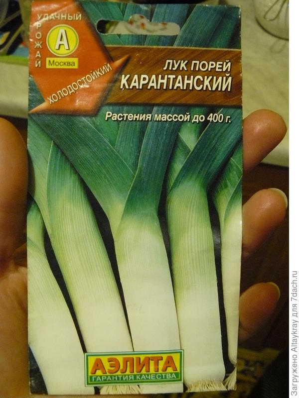 семена лука