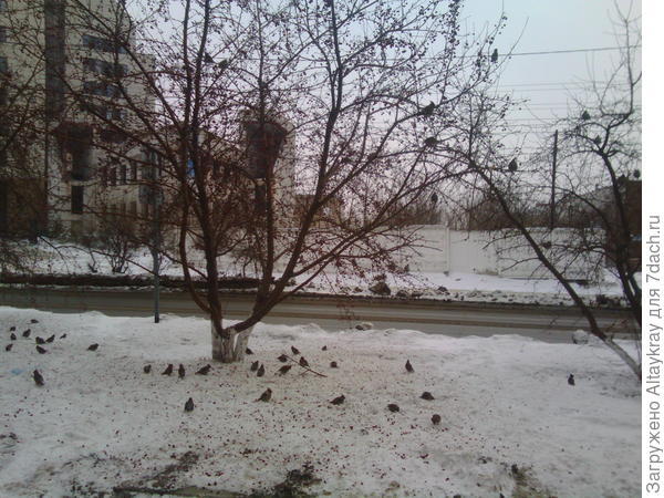 Пороняли яблочки все