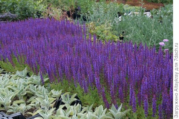 И на этом фото ближе к оператору, что за мягкие серебристые ушки?