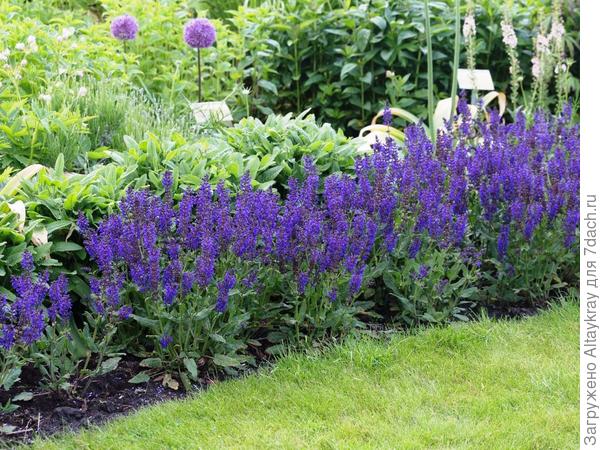 Здесь второе по очереди от Шалфей дубравный &amp;#39;Viola Klose&amp;#39; - это что за травка?