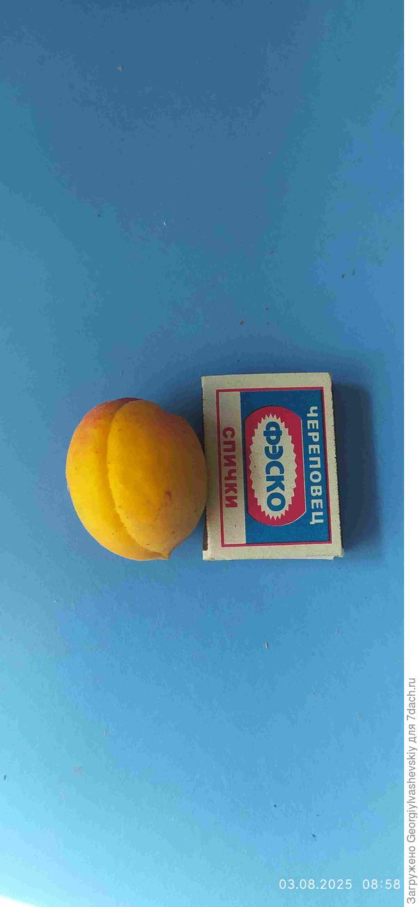 Абрикос Тао Ксин