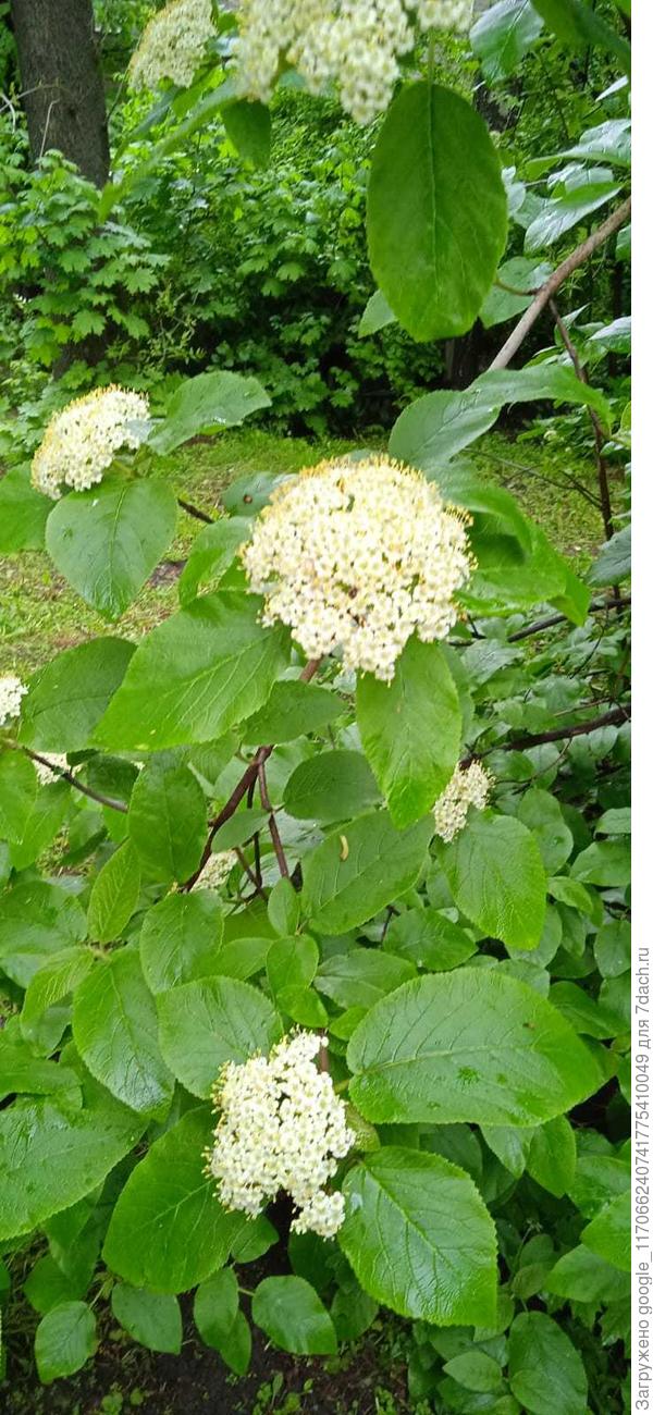 это спирея? как называется, что за сорт?