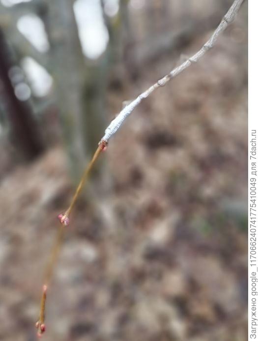 прививка Клён сахарный (лат. Ácer sáccharum) клён платаноли́стный (лат. Ácer platanoídes)