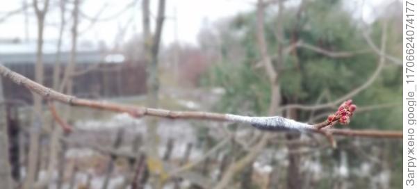 прививка Клён сахарный (лат. Ácer sáccharum) клён платаноли́стный (лат. Ácer platanoídes)