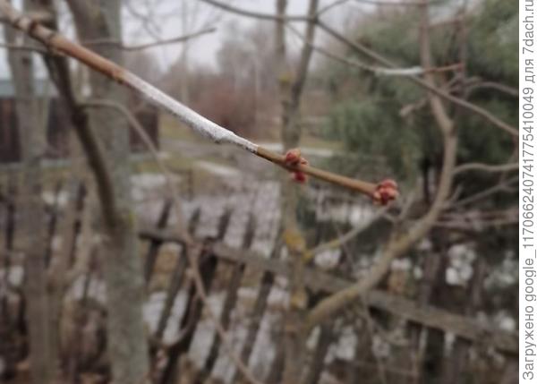 прививка Клён сахарный (лат. Ácer sáccharum) клён платаноли́стный (лат. Ácer platanoídes)