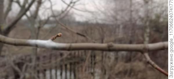 прививка Клён сахарный (лат. Ácer sáccharum) клён платаноли́стный (лат. Ácer platanoídes)