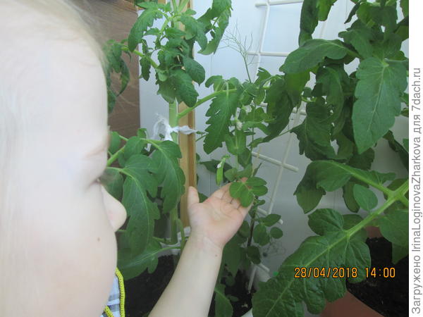 дружок томатика