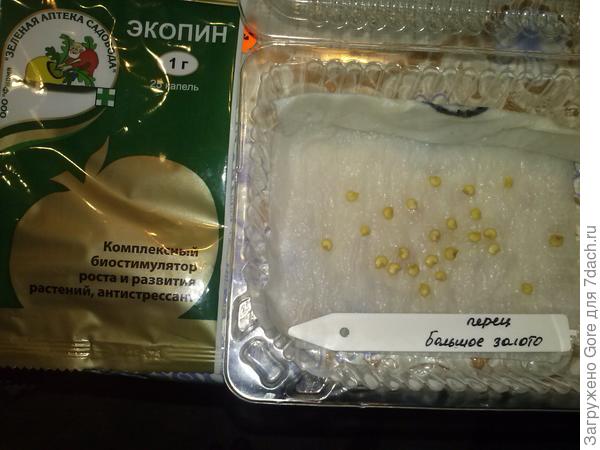 Замоченные семена в экопине.