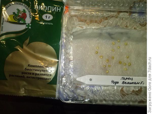 замоченные семена
