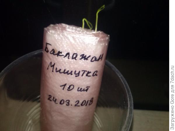 первые всходы в пелёнках