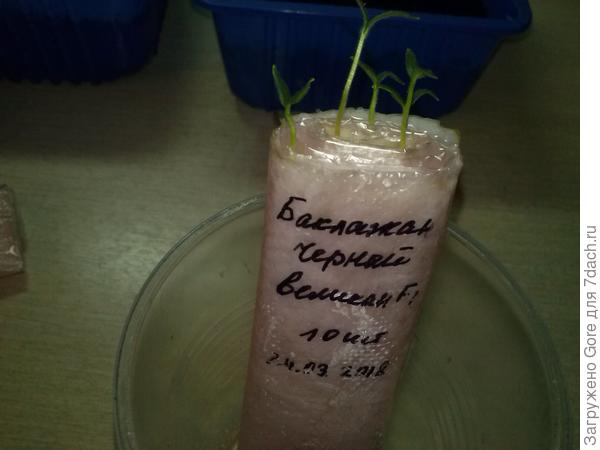 пелёнки