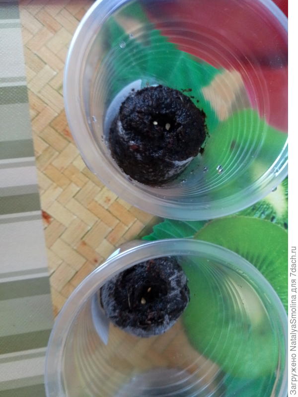 таблетки торфяные