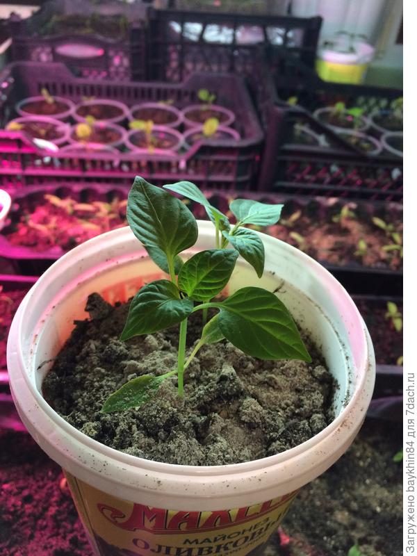 27 марта перец биг мама