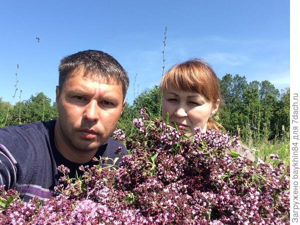 собираем душицу с любимой женой