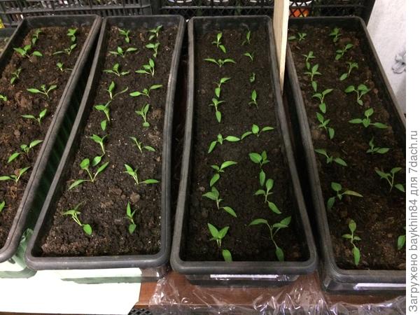 19 марта 2017 перец