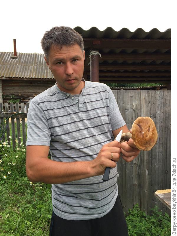 15 июля собрали подберезовики