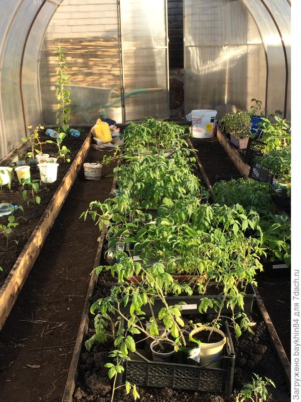 16 мая 2017 высаживаем в теплицу