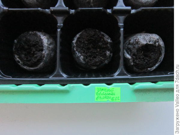 Семена баклажанов "Черный великан" в торфяных таблетках