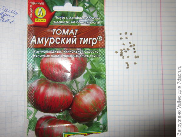 семена томата Амурский тигр