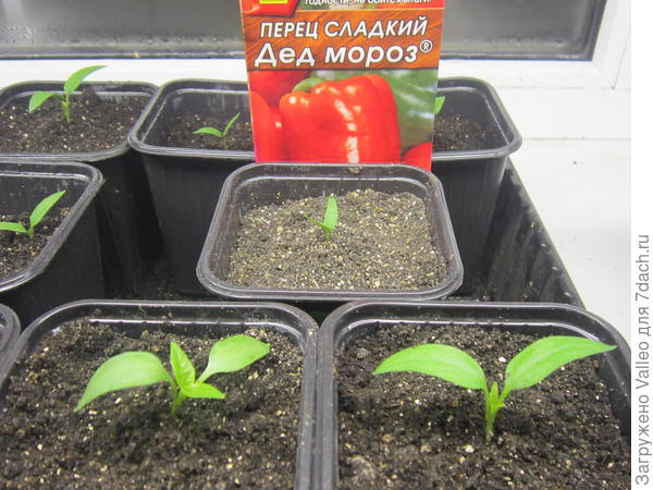 Пикировка окончена (посев в торфяные таблетки)