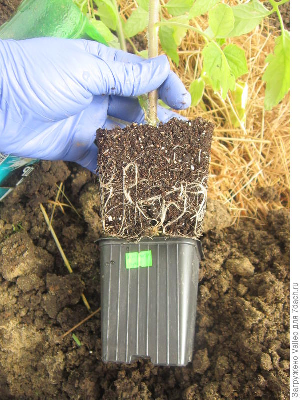 Корни томата, посеянного в грунт