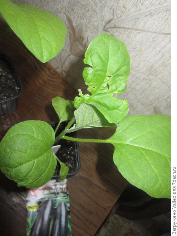 Поврежденный листок