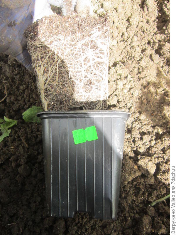 Корни томата из торфяных таблеток