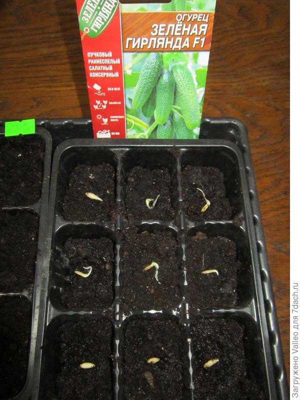 Посеяны в отдельные ячейки