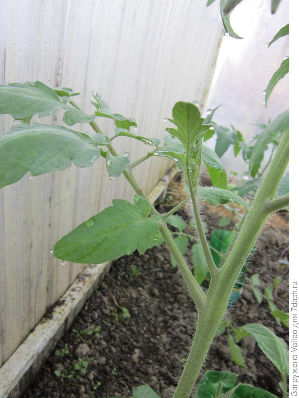 Непонятный отросток