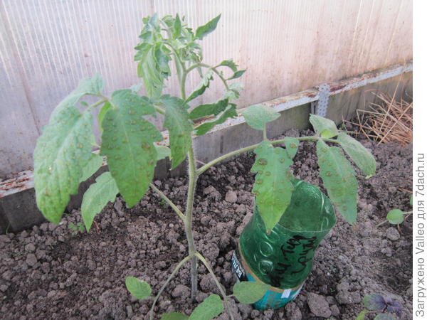 Томаты выращенные в грунте