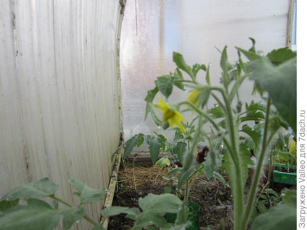 Цветение второго растения из торфяных таблеток