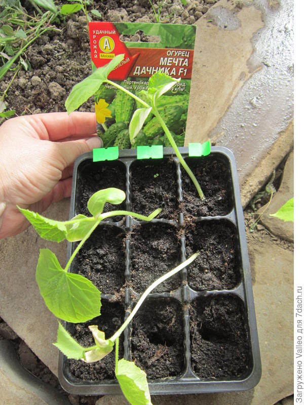 Рассада готова к высадке в грунт