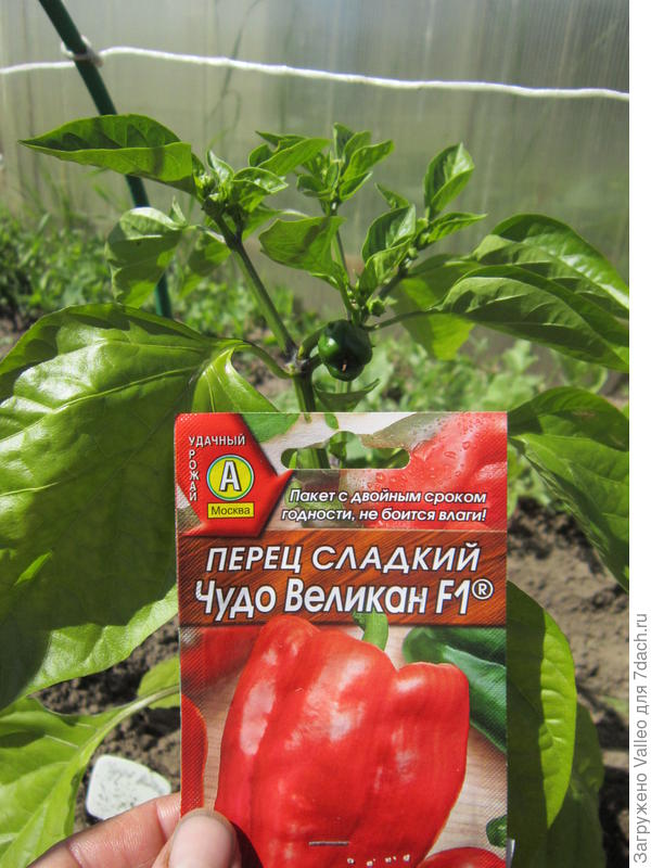 Первый перчик. Коронный.