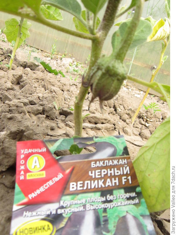 Второй кустик тоже начитает завязывать плоды
