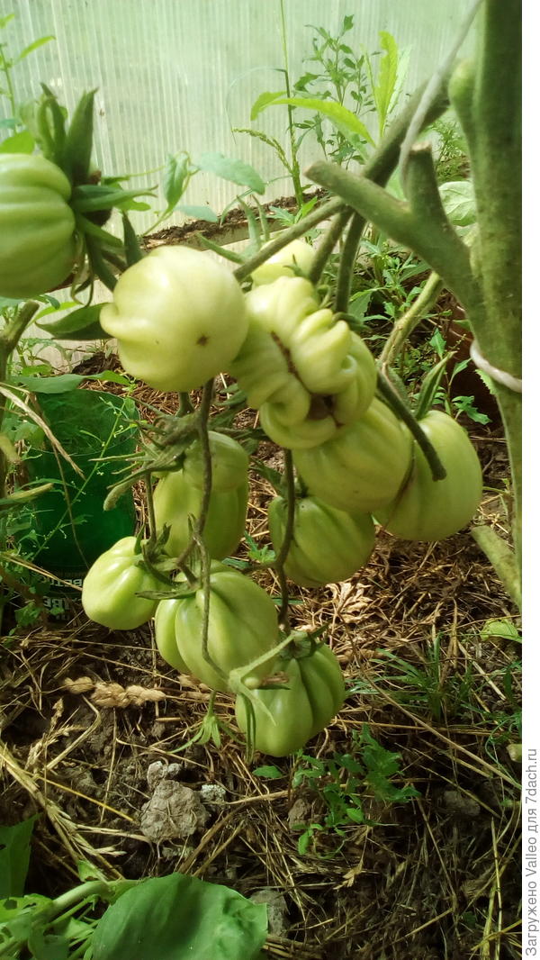 Пузата хата