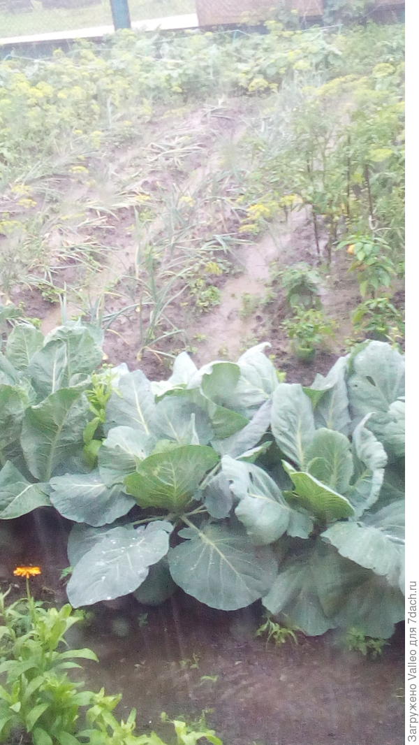 Лужи на грядках