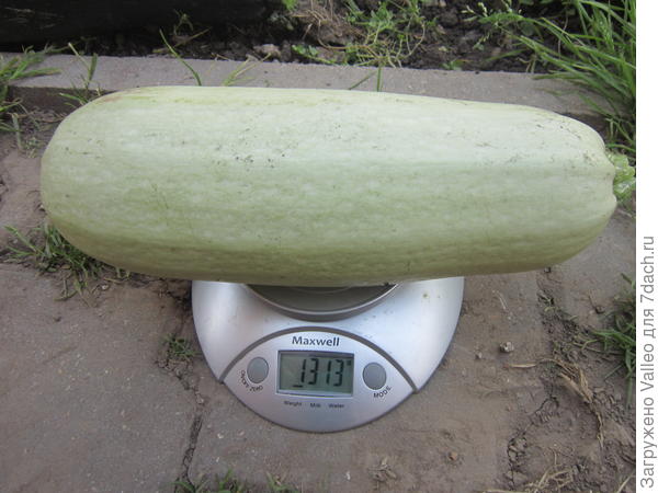 Мальчуган №7