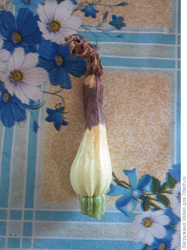 Больной плод