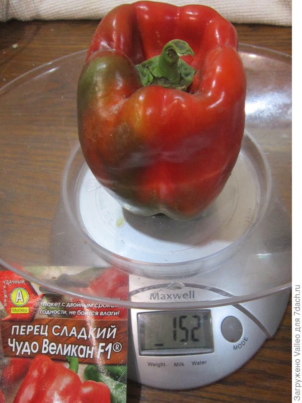 самый крупный из первого сбора