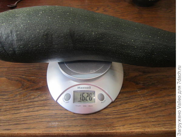 19 августа №1