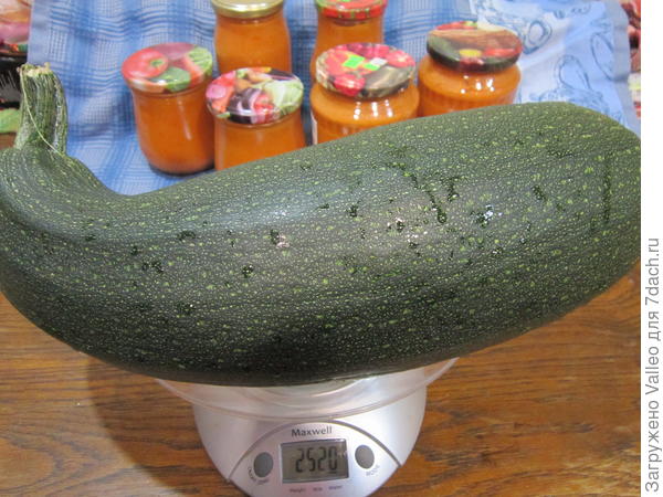 29 августа №2