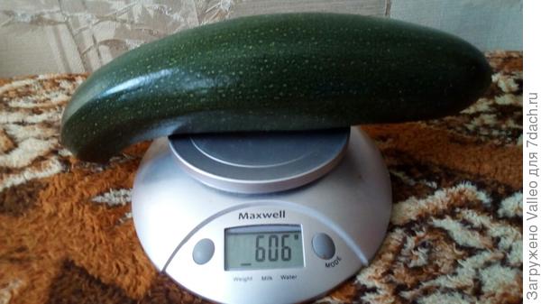 10 августа №1