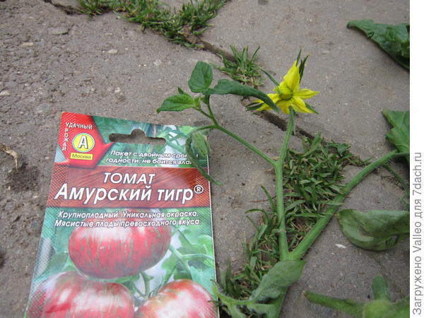 Последняя надежда