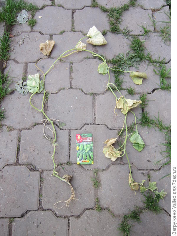 Куст №2 тоже удалила