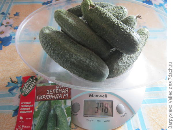 сбор 28 июля