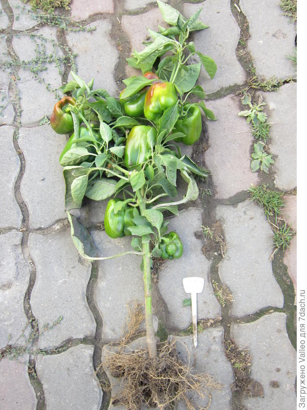 №3 - самый урожайный