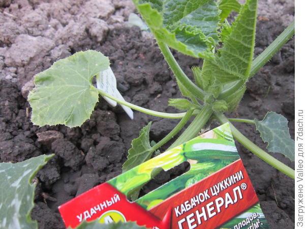 первые бутоны