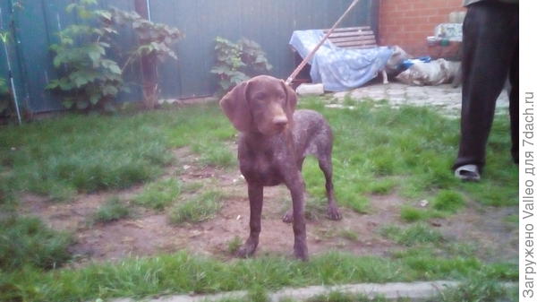 Лапули подросли уже...