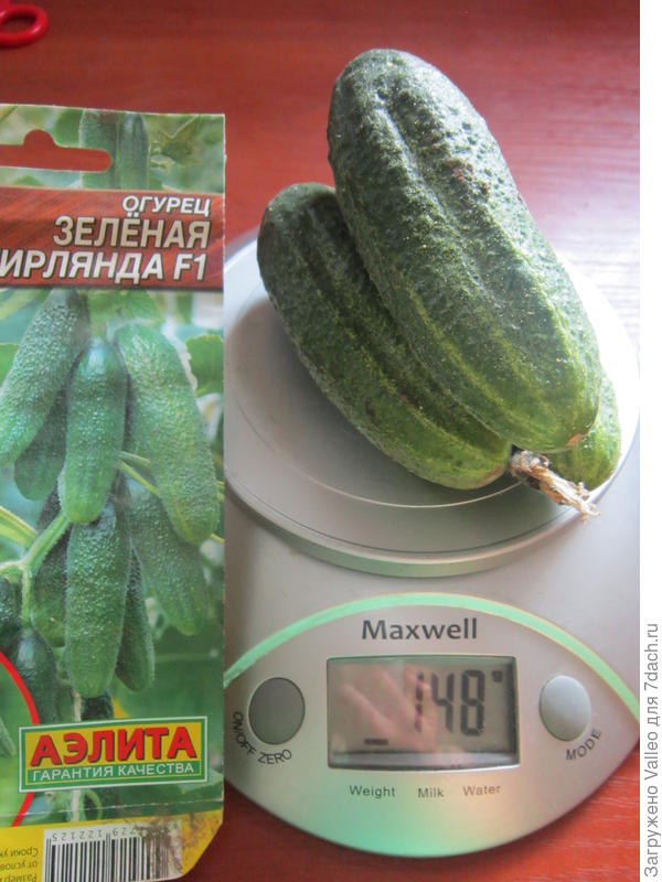 первенцы