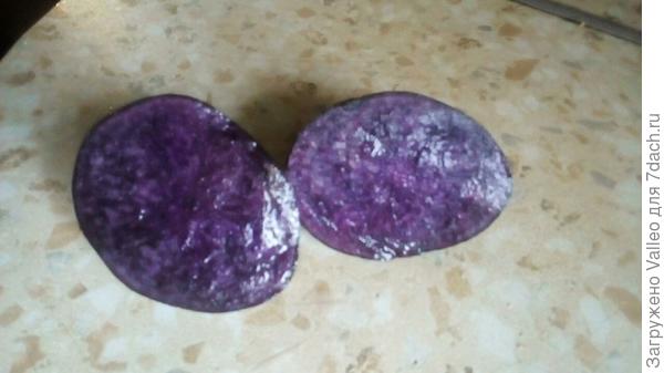 картофель Гурман в разрезе